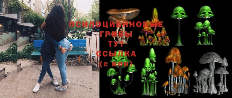 Галлюциногенные грибы Psilocybine cubensis  Лесозаводск 